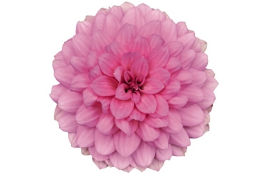 Dahlia XXL Paraiso Variety Thumbnail0.jpg